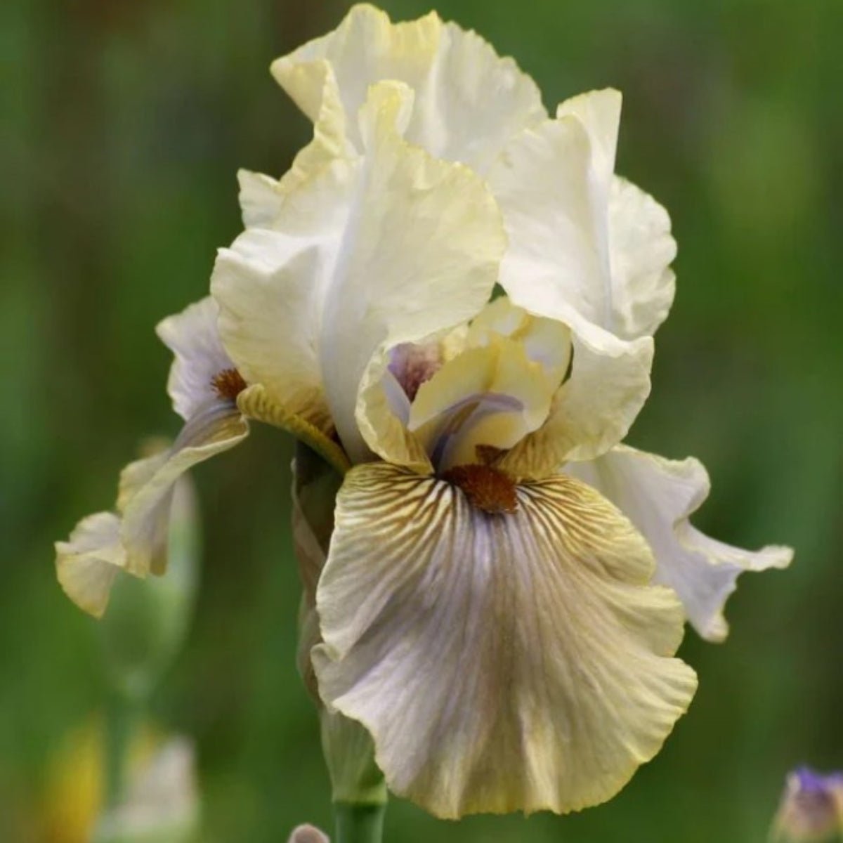 Bearded Iris ‘Green &amp; Gifted’ (Iris × germanica - Iris × hybrid) - Oldboy&