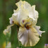 Bearded Iris ‘Green & Gifted’ (Iris × germanica - Iris × hybrid) - Oldboy&