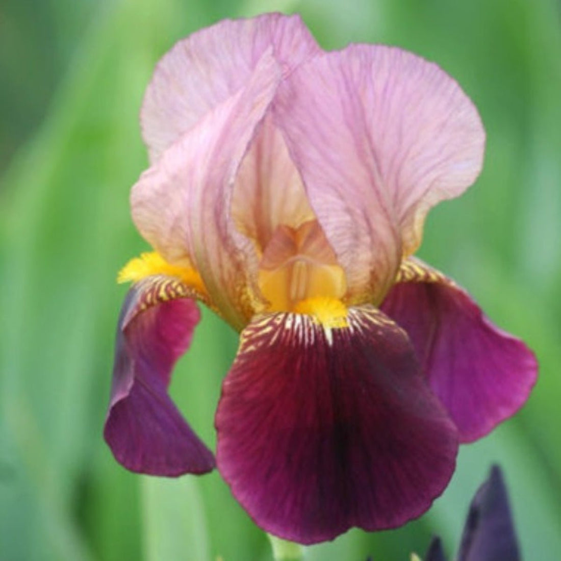 Bearded Iris ‘Indian Chief’ (Iris × germanica, Iris × hybrid) - Oldboy&