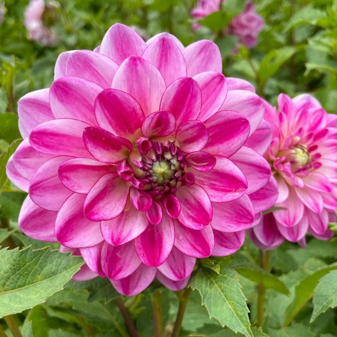 Betty - Dahlia Hybrid - Oldboy&