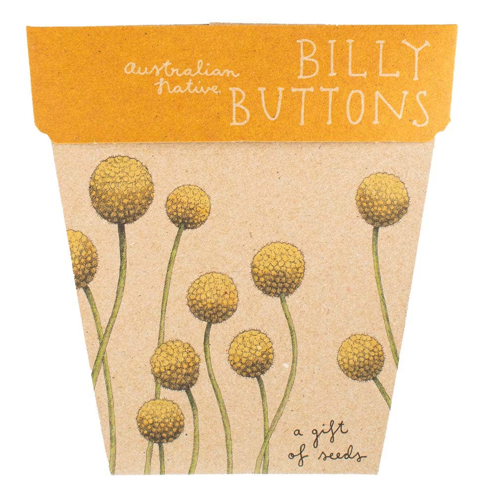 Billy Buttons Gift of Seeds - Oldboy&