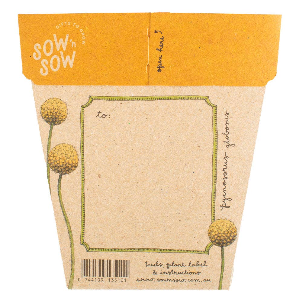 Billy Buttons Gift of Seeds - Oldboy&