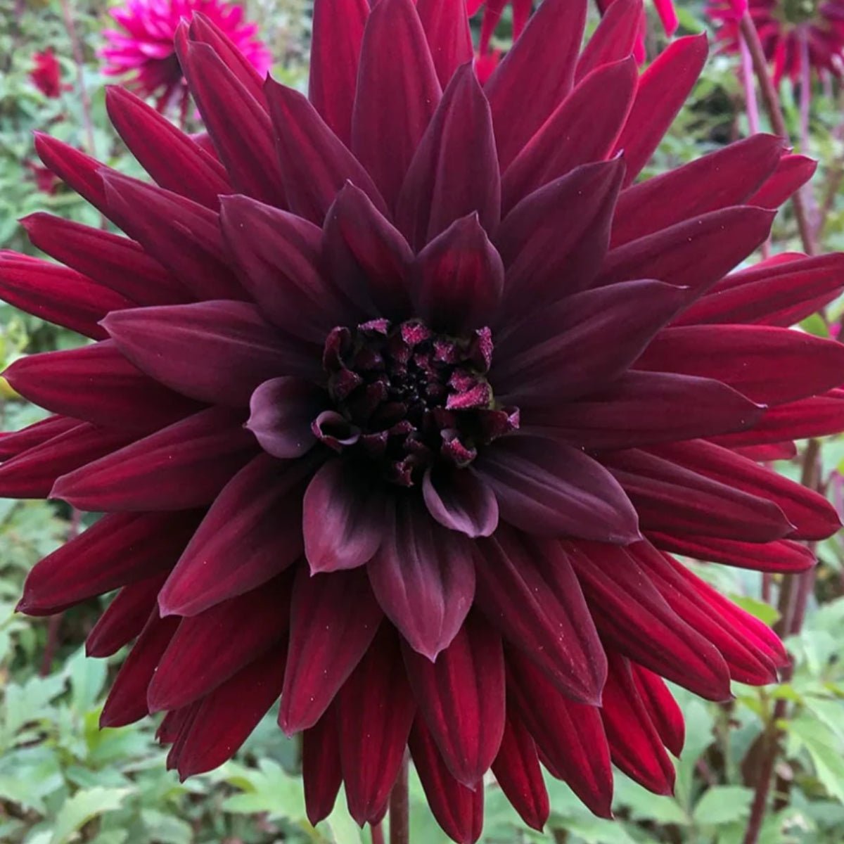 Black Wonder - Dahlia Hybrid - Oldboy&