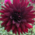 Black Wonder - Dahlia Hybrid - Oldboy&