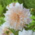 Cafe Au Lait - Dahlia Hybrid - Oldboy&