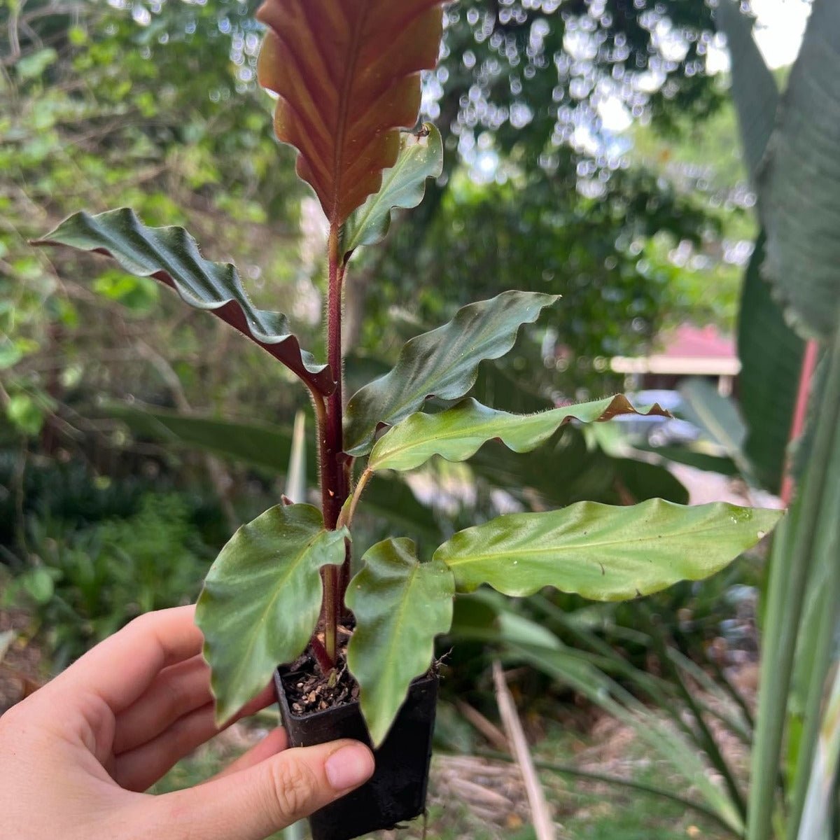 Calathea Rufibarba | Velvet Calathea - Oldboy&