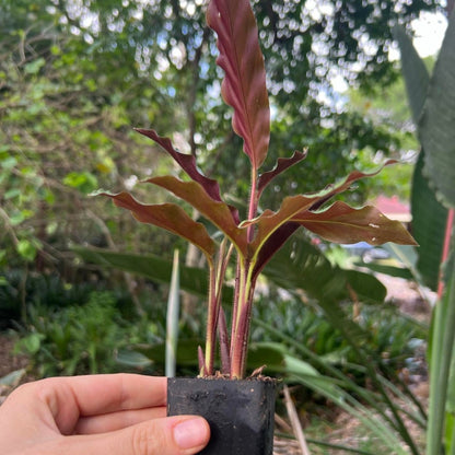 Calathea Rufibarba | Velvet Calathea - Oldboy&