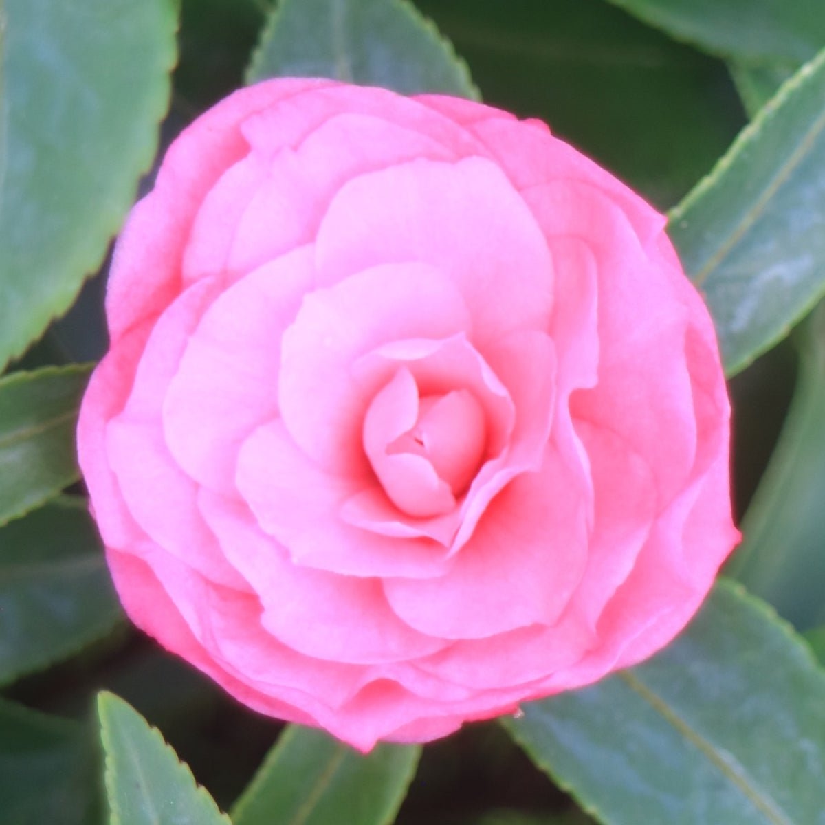 Camellia sasanqua &