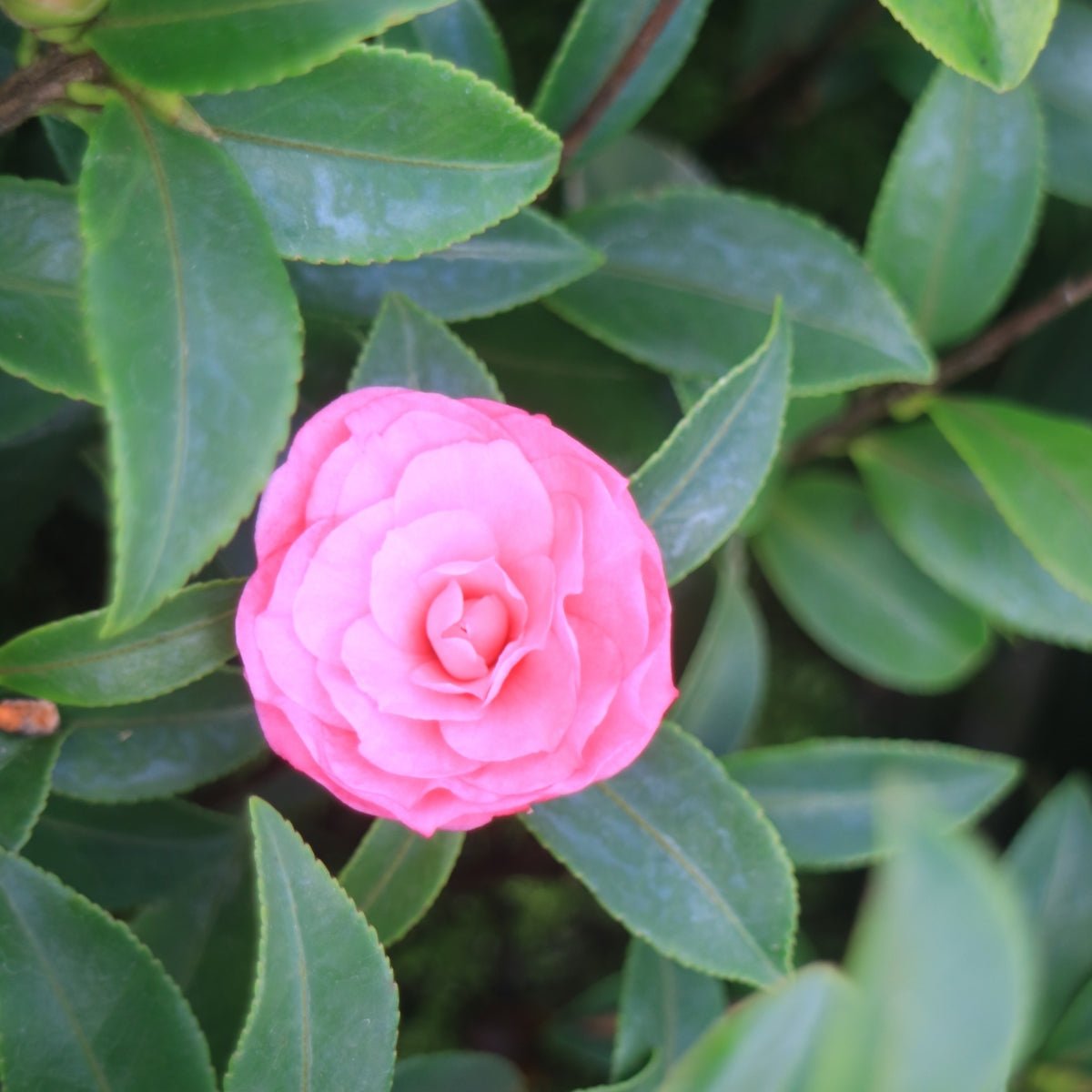 Camellia sasanqua &