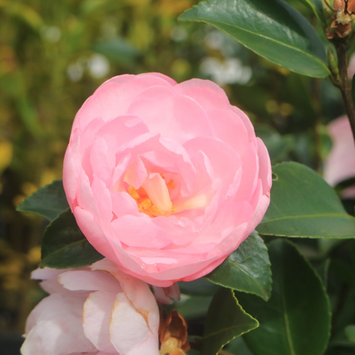 Camellia sasanqua &