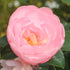 Camellia sasanqua &