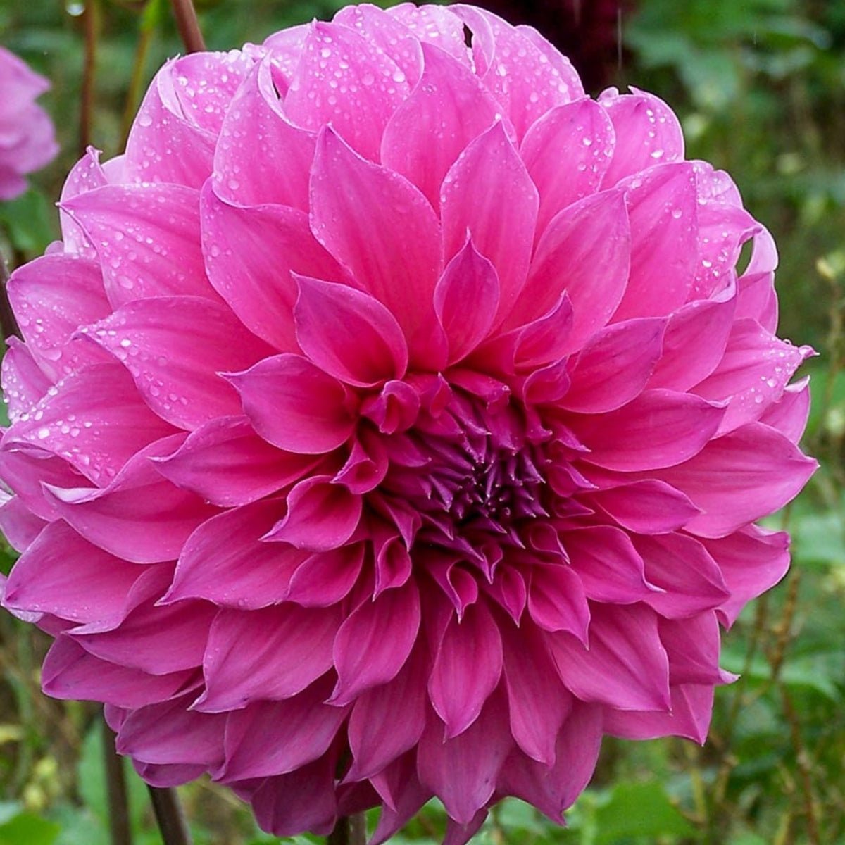 Candy - Dahlia Hybrid - Oldboy&