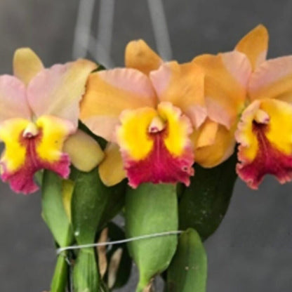 Cattleya Orchid - Orchidaceae - Oldboy&