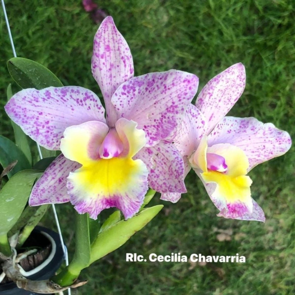 Cattleya Orchid - Orchidaceae - Oldboy&