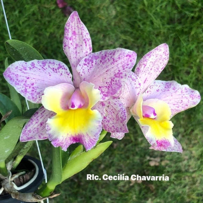 Cattleya Orchid - Orchidaceae - Oldboy&