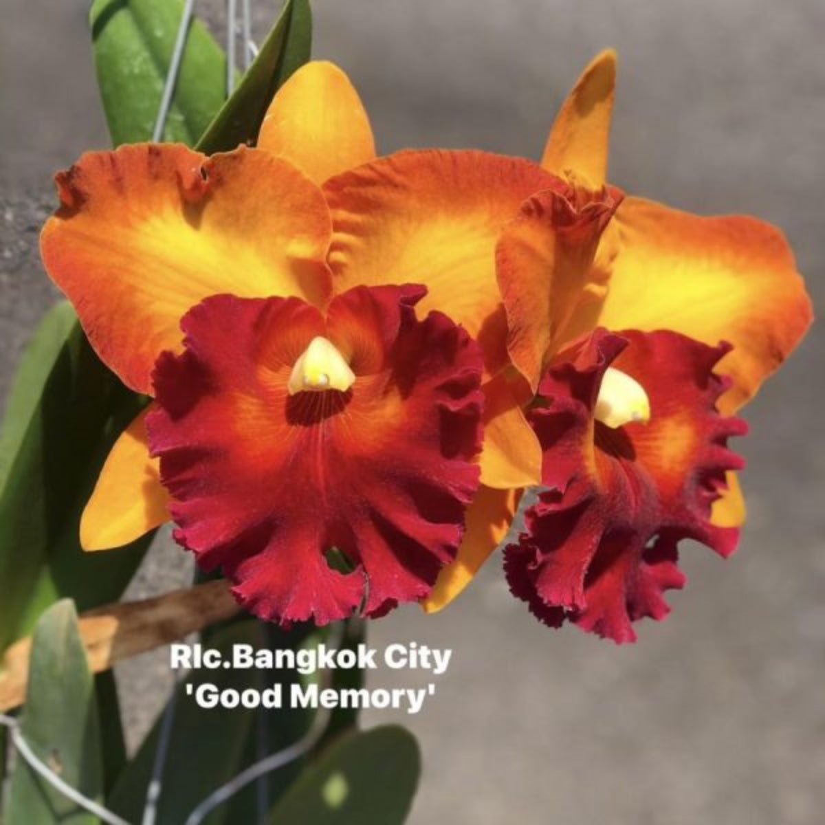 Cattleya Orchid - Orchidaceae - Oldboy&