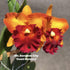 Cattleya Orchid - Orchidaceae - Oldboy&