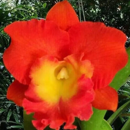 Cattleya Orchid - Orchidaceae - Oldboy&