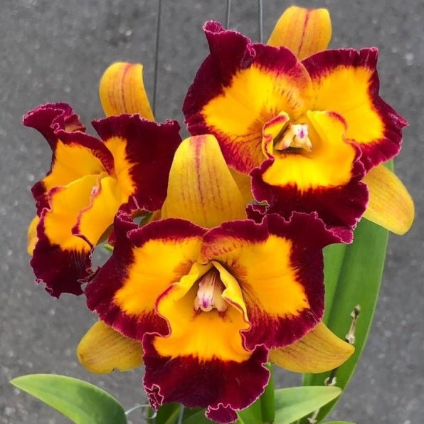 Cattleya Orchid - Orchidaceae - Oldboy&