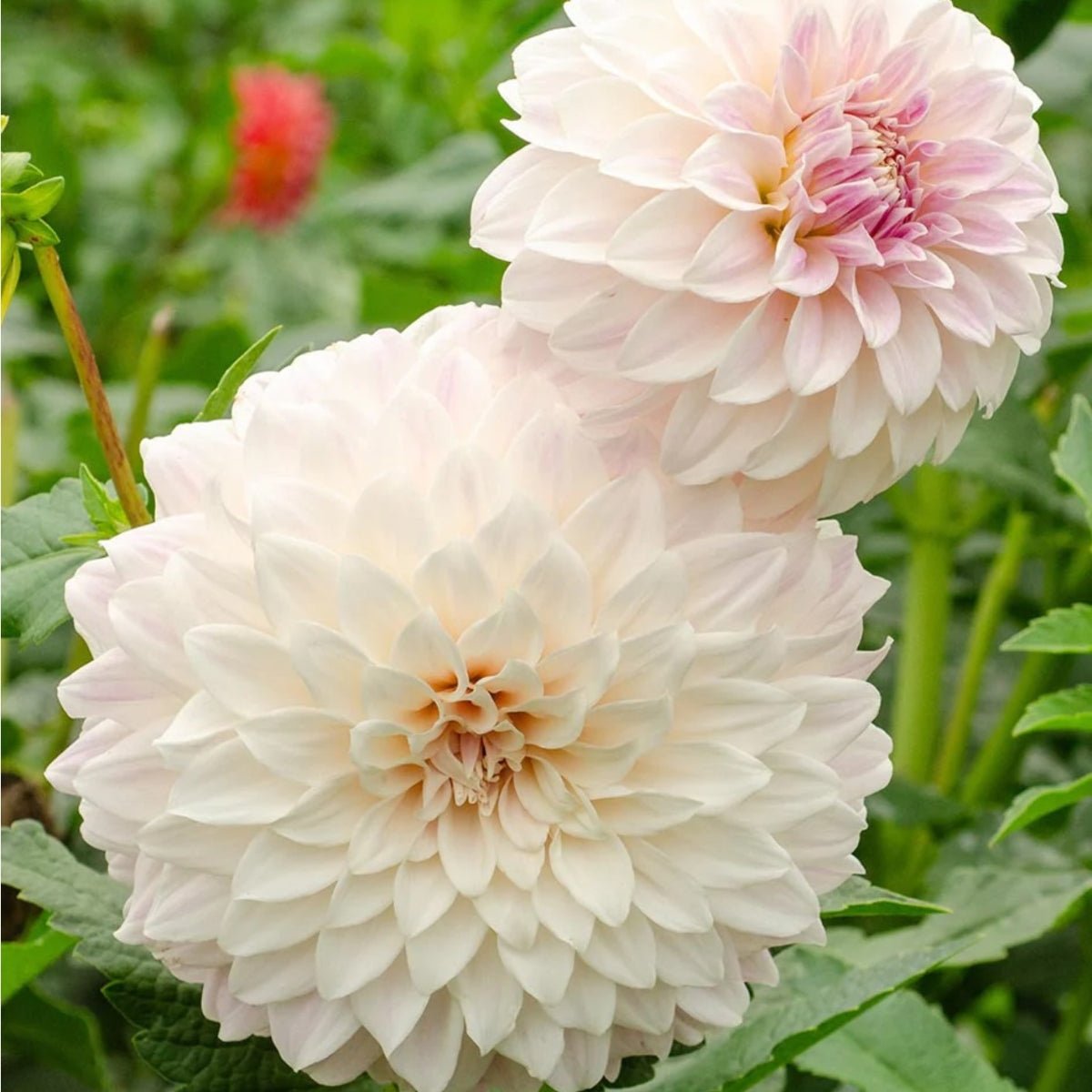 Cinderella - Dahlia Hybrid - Oldboy&