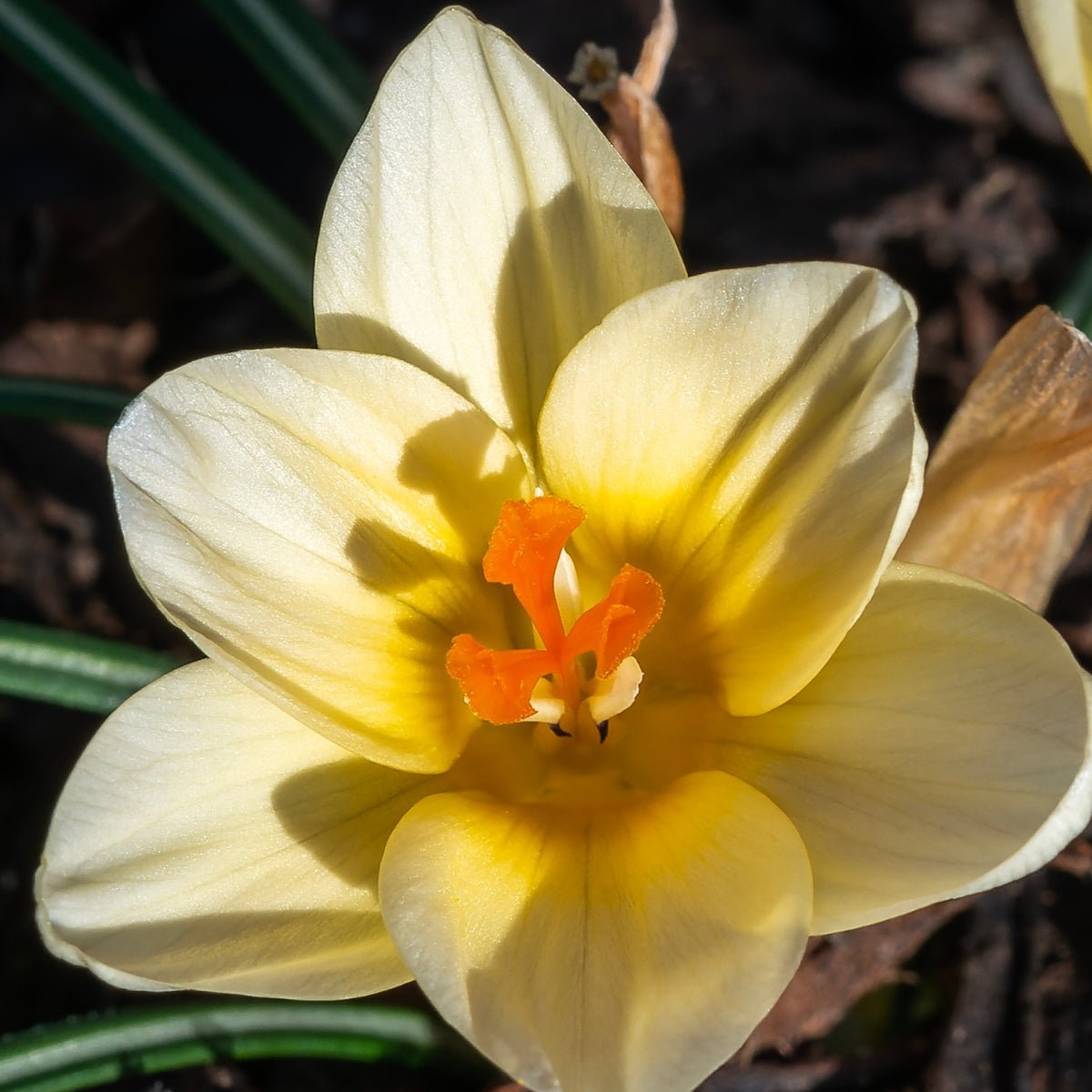 Crocus Chrysanthus &