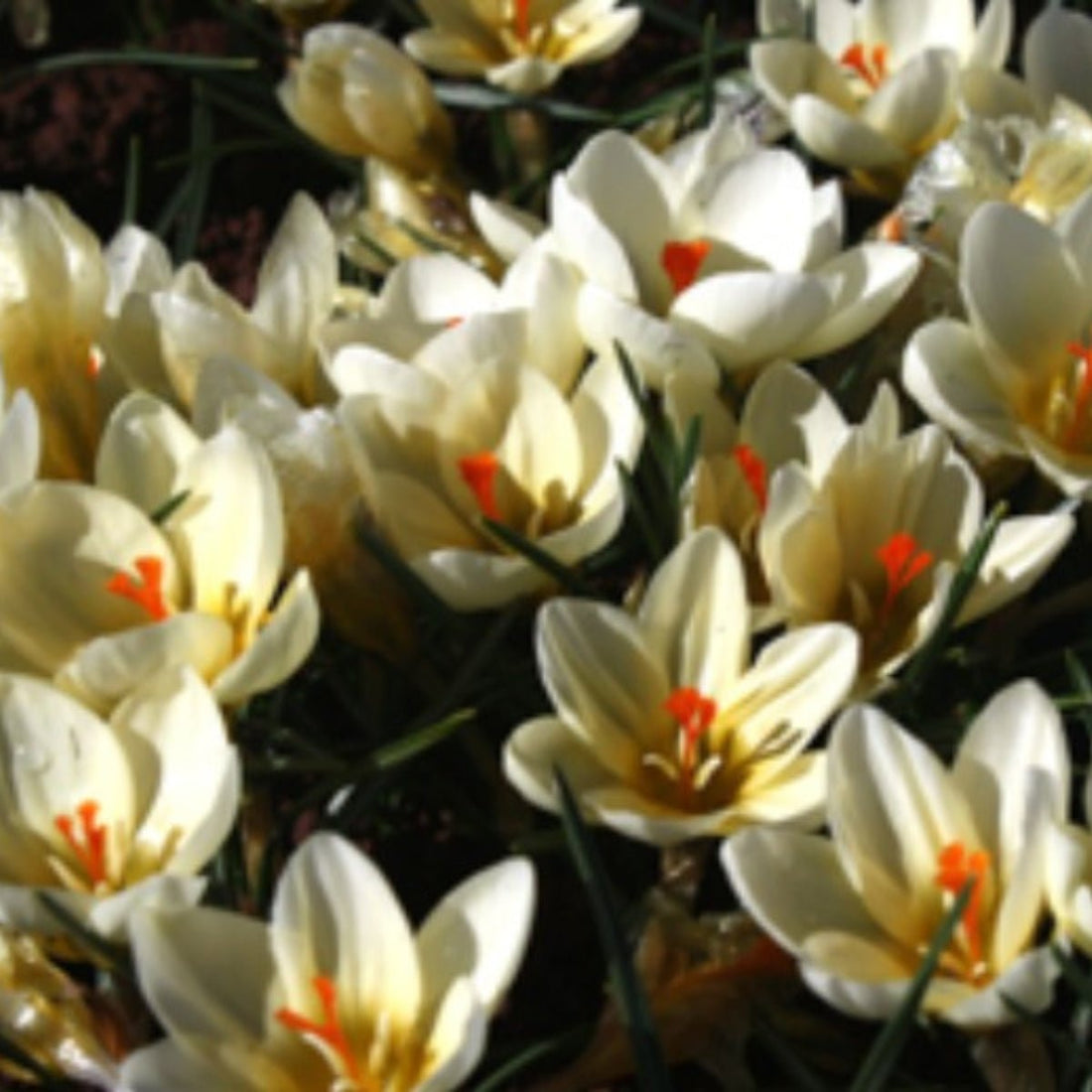 Crocus Chrysanthus &