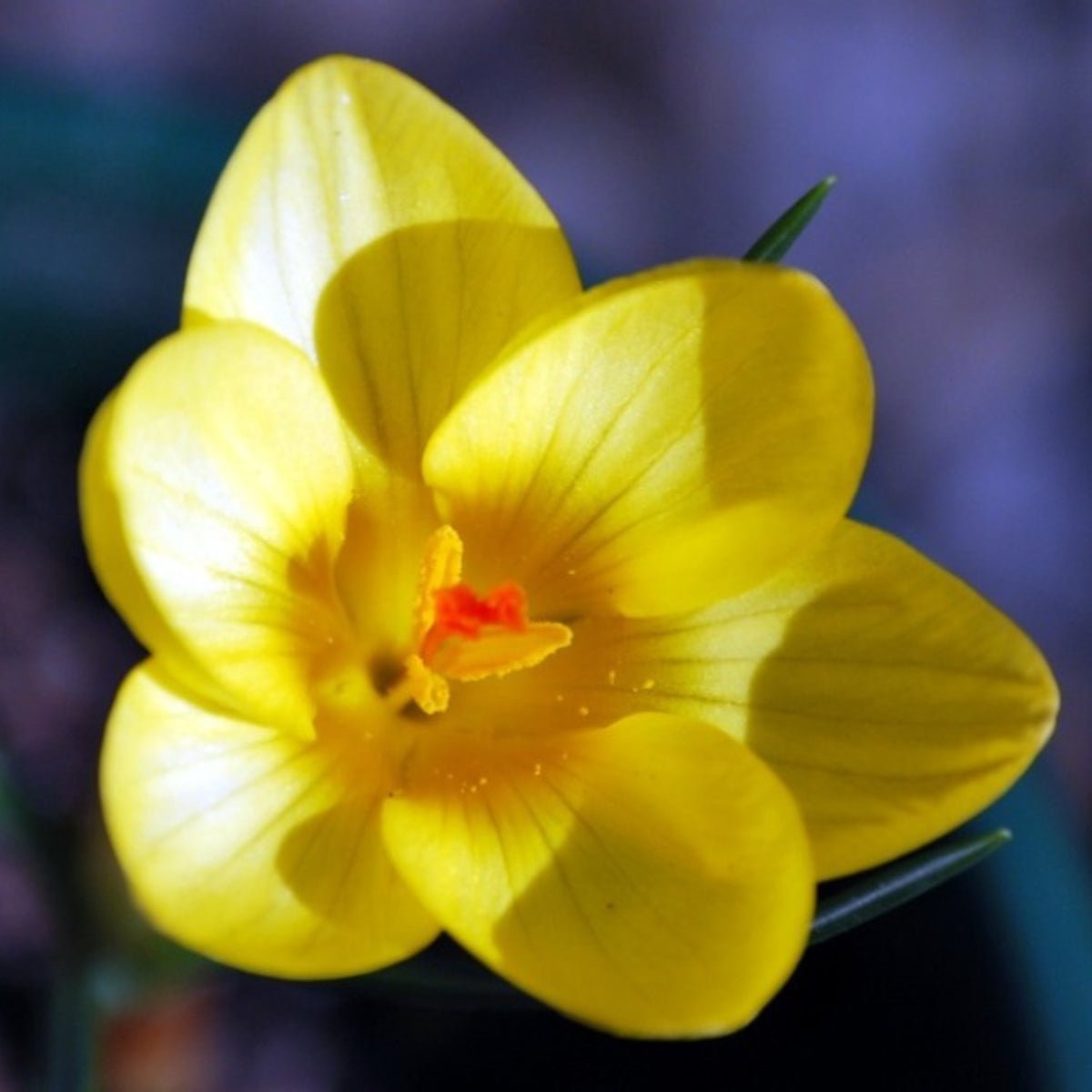 Crocus Chrysanthus &