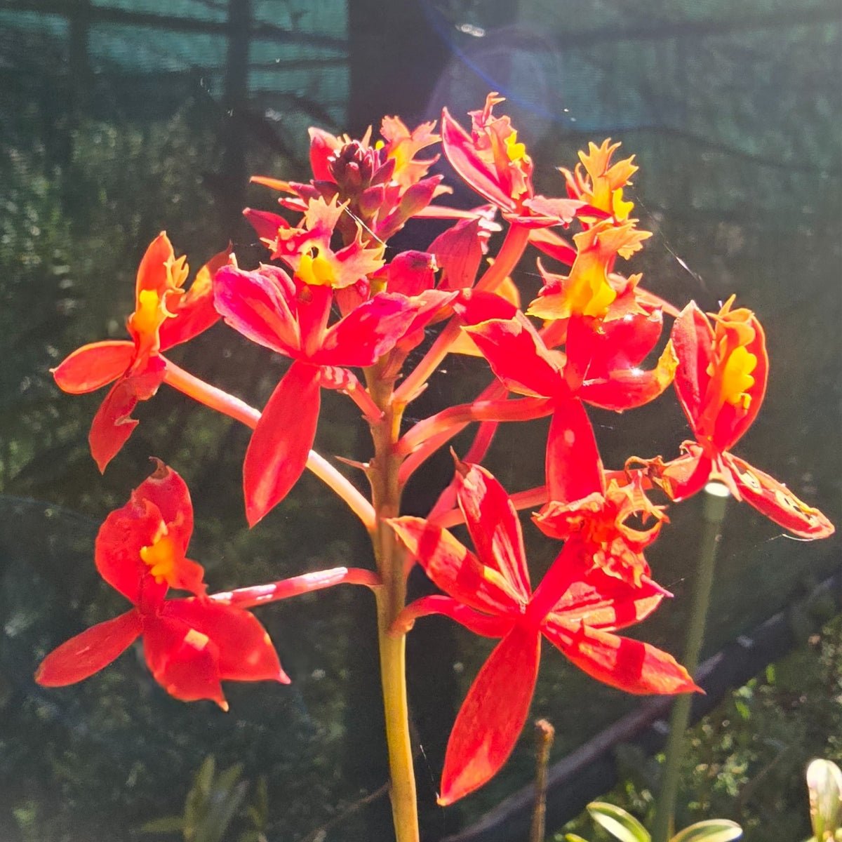 Crucifix Orchid | Epidendrums | Orchidaceae - Oldboy&