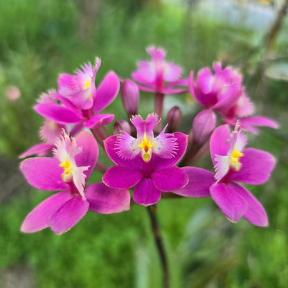 Crucifix Orchid | Epidendrums | Orchidaceae - Oldboy&