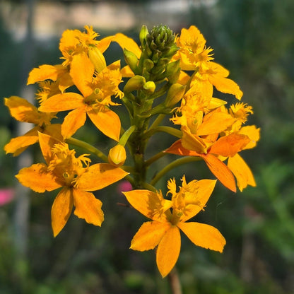 Crucifix Orchid | Epidendrums | Orchidaceae - Oldboy&