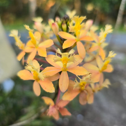 Crucifix Orchid | Epidendrums | Orchidaceae - Oldboy&