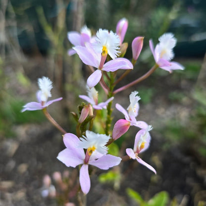 Crucifix Orchid | Epidendrums | Orchidaceae - Oldboy&