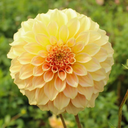 Dahlia Delight Mix - Dahlia Hybrid - Oldboy&