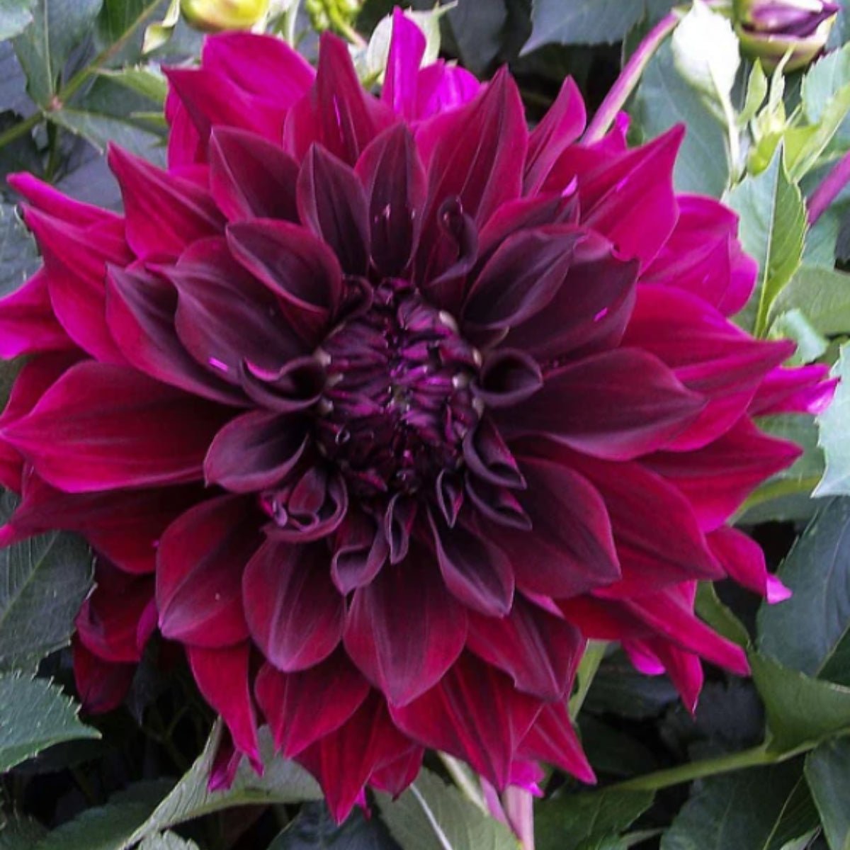 Dahlia Delight Mix - Dahlia Hybrid - Oldboy&