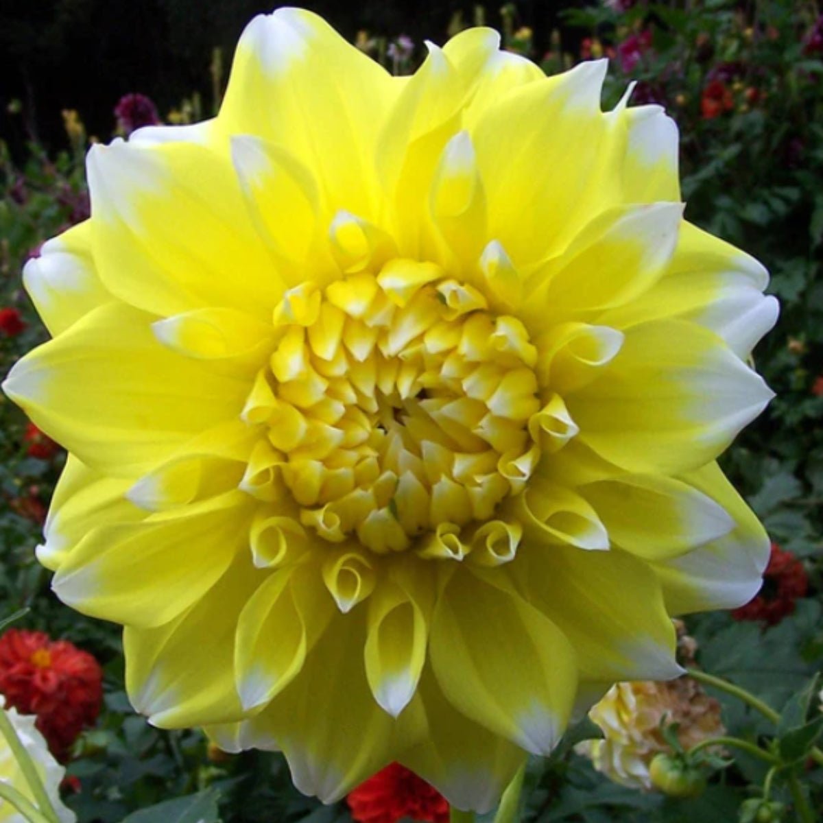 Dahlia Delight Mix - Dahlia Hybrid - Oldboy&