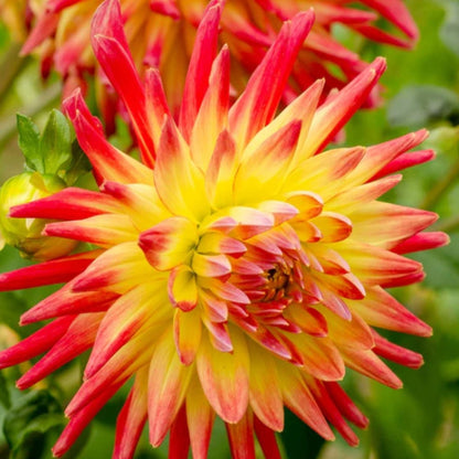 Dahlia Delight Mix - Dahlia Hybrid - Oldboy&