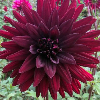 Dahlia Delight Mix - Dahlia Hybrid - Oldboy&