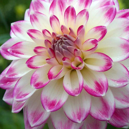 Dahlia Delight Mix - Dahlia Hybrid - Oldboy&