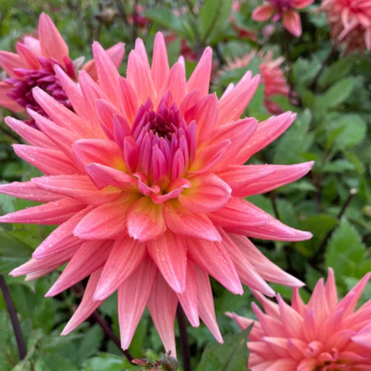 Dahlia Delight Mix - Dahlia Hybrid - Oldboy&