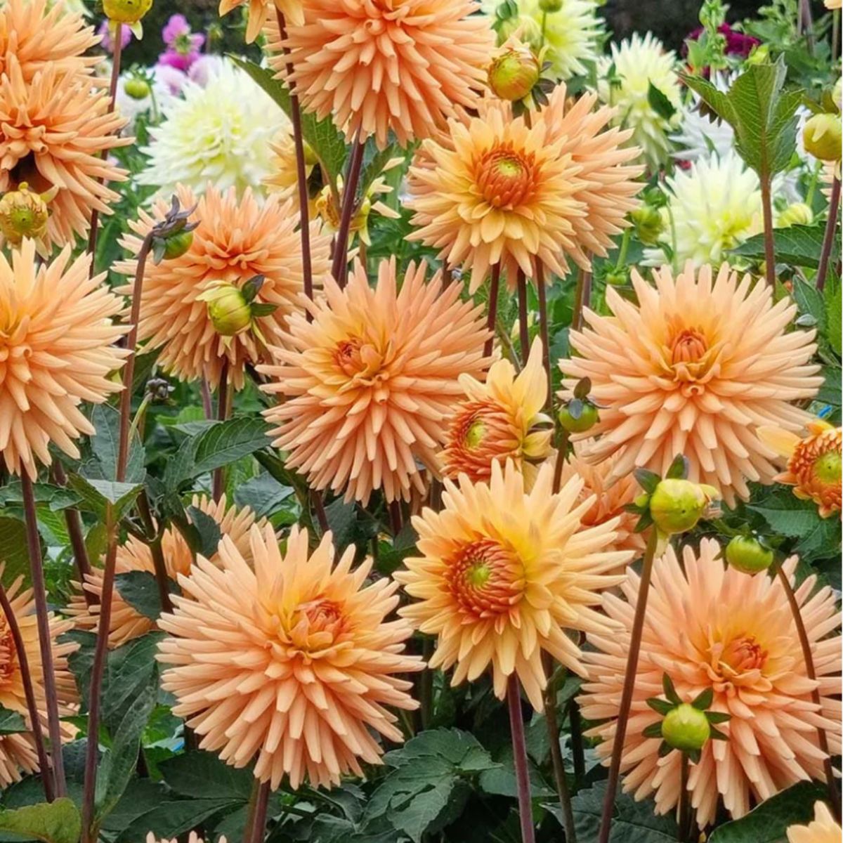 Dahlia Delight Mix - Dahlia Hybrid - Oldboy&