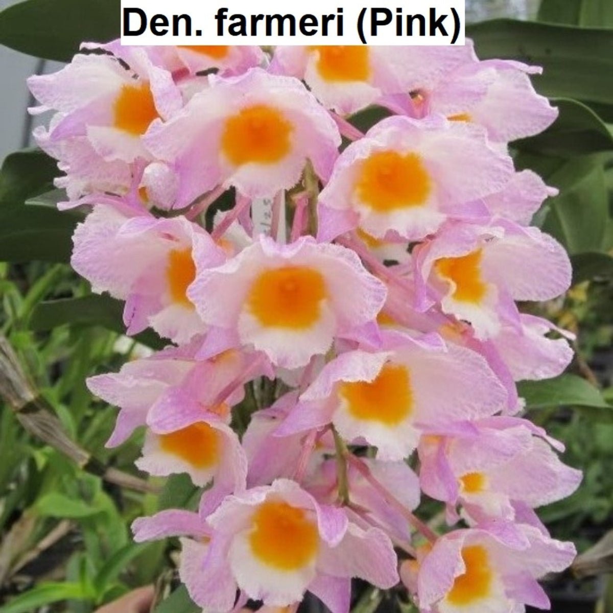 Dendrobium - Dendrobium spp - Oldboy&