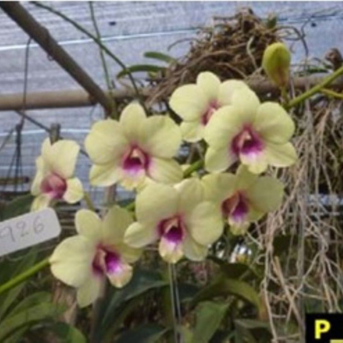 Dendrobium - Orchid - Dendrobium spp - Oldboy&