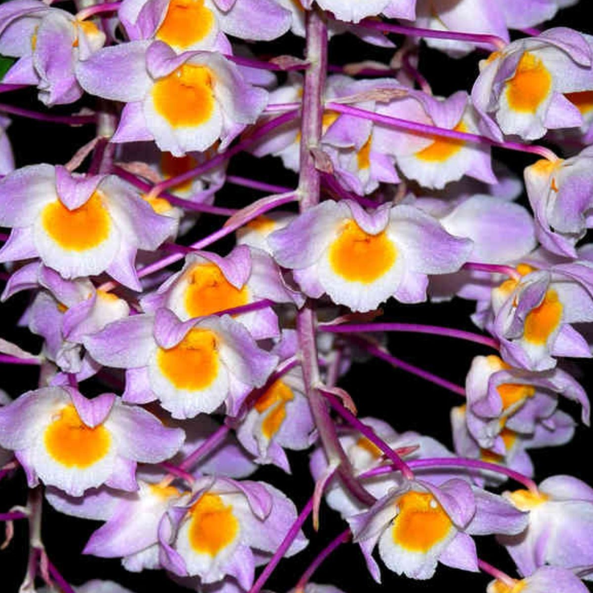 Dendrobium - Orchid - Dendrobium spp - Oldboy&