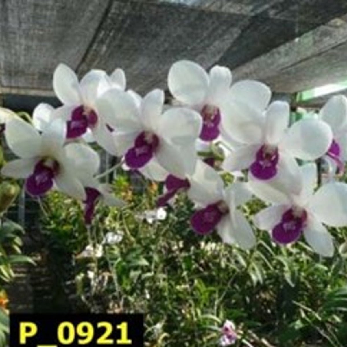 Dendrobium - Orchid - Dendrobium spp - Oldboy&