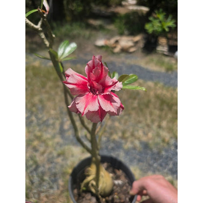 Desert Rose | Adenium obesum | Mixed - Oldboy&