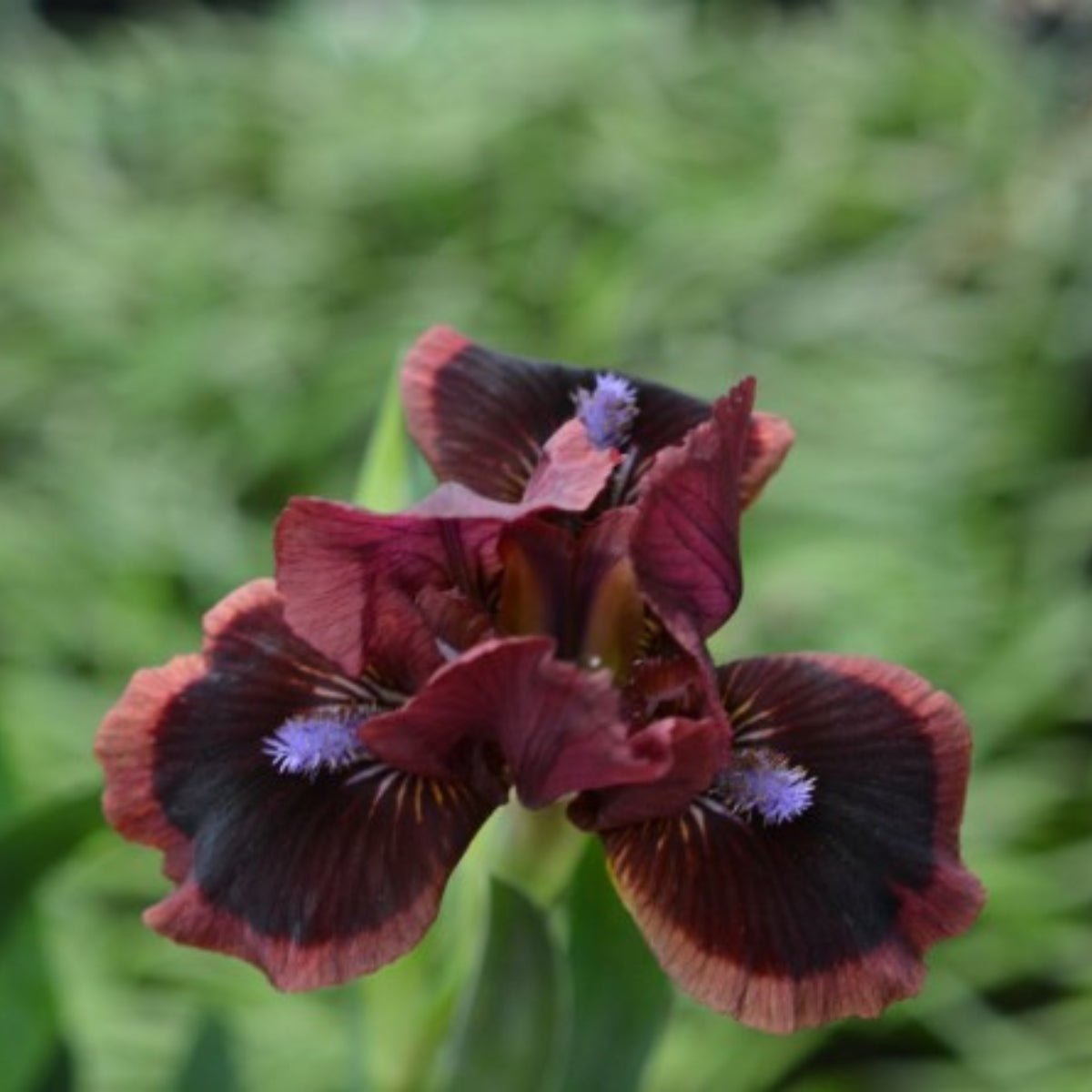 Dwarf Bearded Iris ‘Cat’s Eye’ (Iris × germanica, Iris × hybrid) - Oldboy&