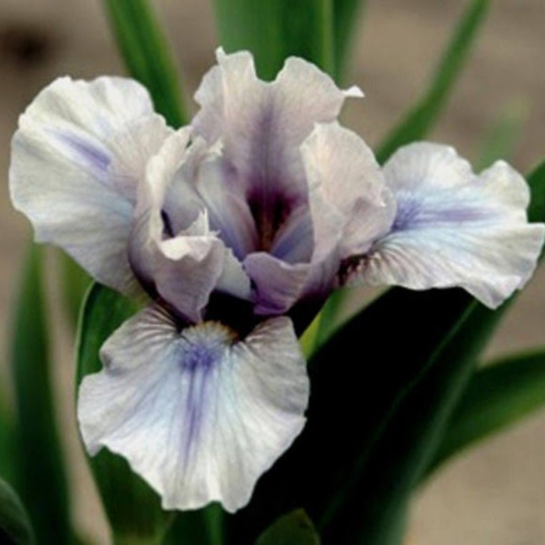 Dwarf Bearded Iris ‘Crave’ (Iris × germanica, Iris × hybrid) - Oldboy&