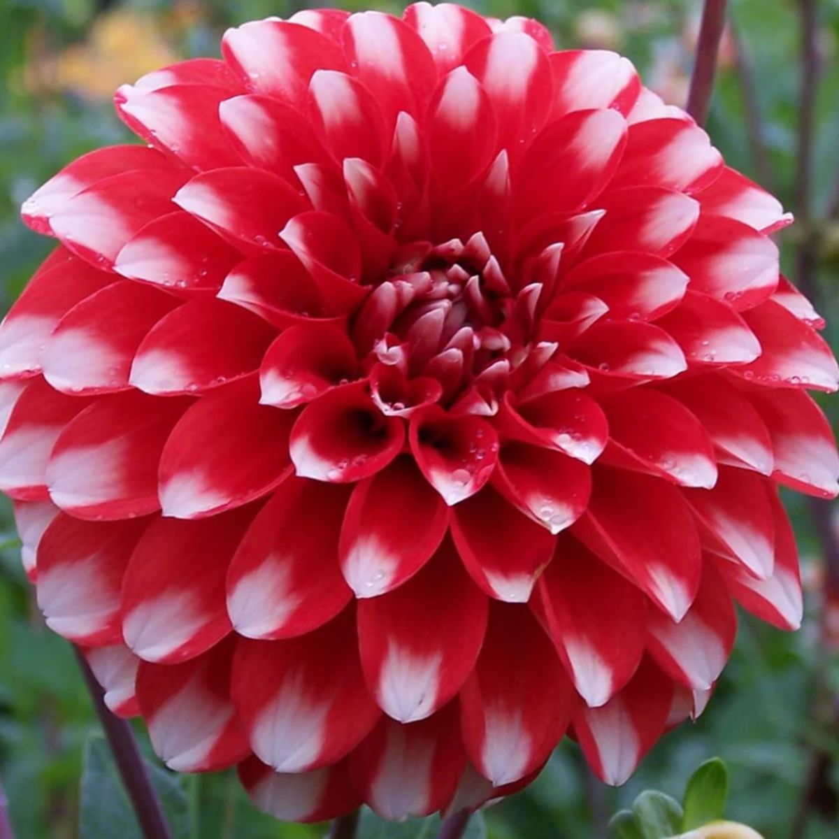 Fire And Ice - Dahlia Hybrid - Oldboy&