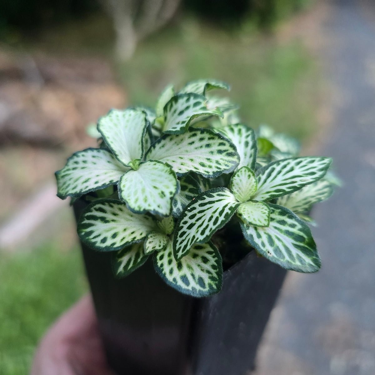 Fittonia verschaffeltii &