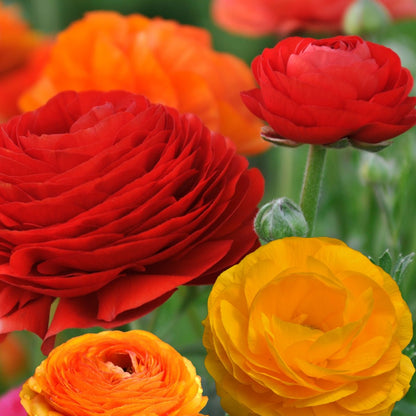 Florentine Ranunculus &